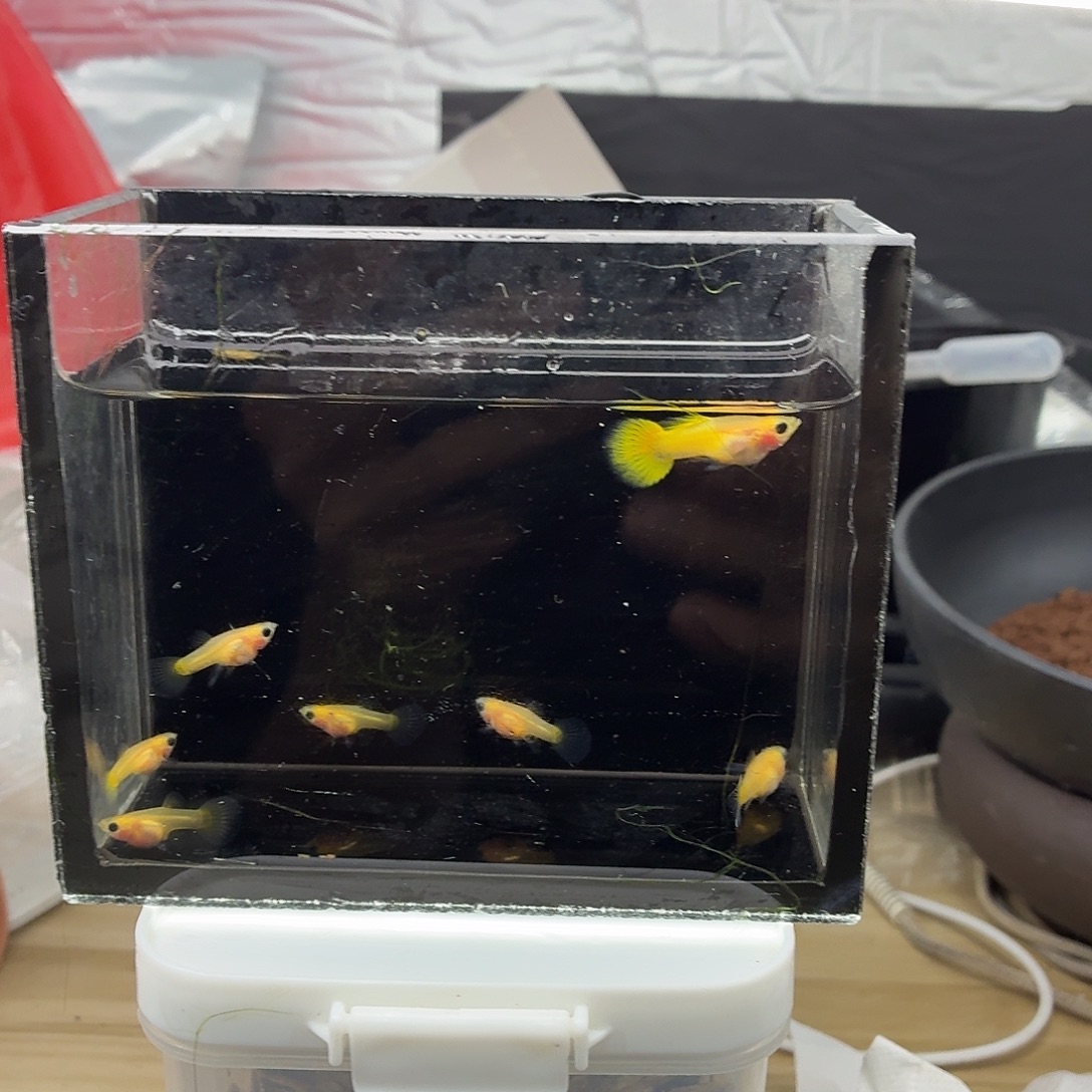 孔雀鱼黄金玻璃猫八条