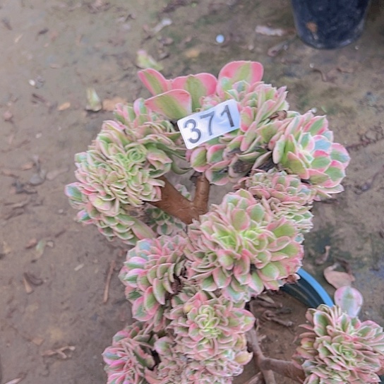 ****婷多肉植物一个女巫追