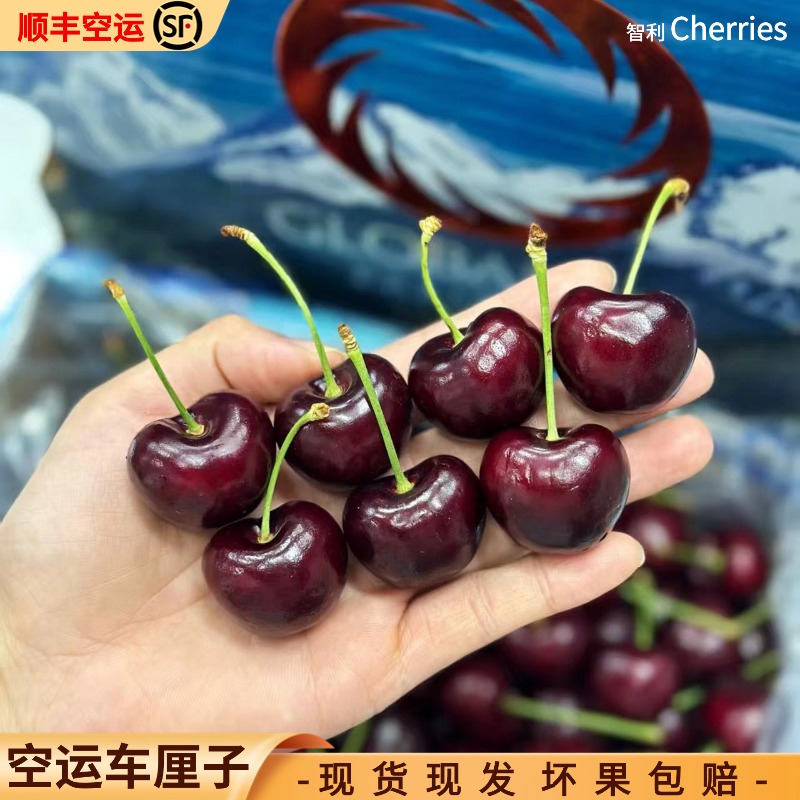3JD【5斤原箱明天到】空运桑提娜智利进口SS车厘子礼盒装顺丰空运内附果径卡桑提娜樱桃智利共和国