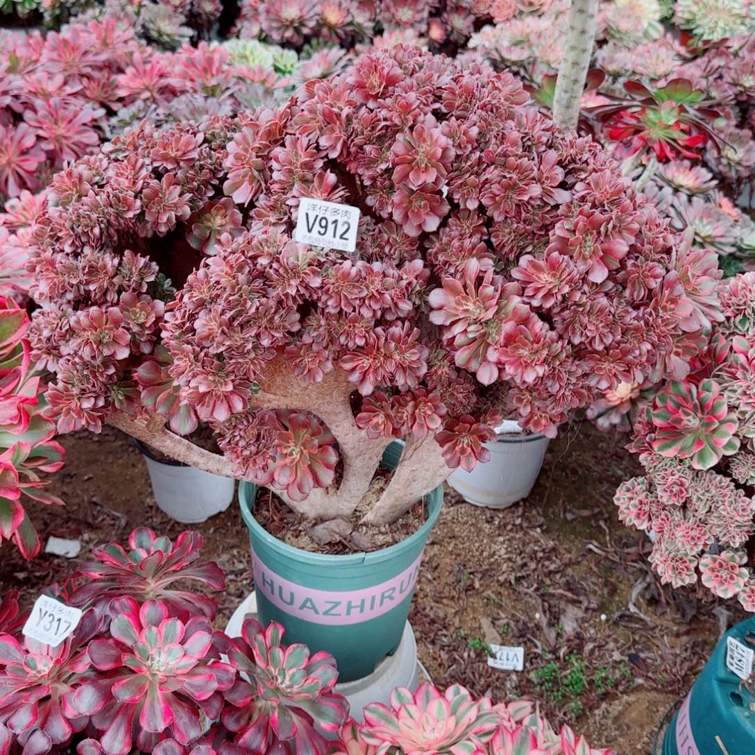 雅典娜缀化912冠幅50