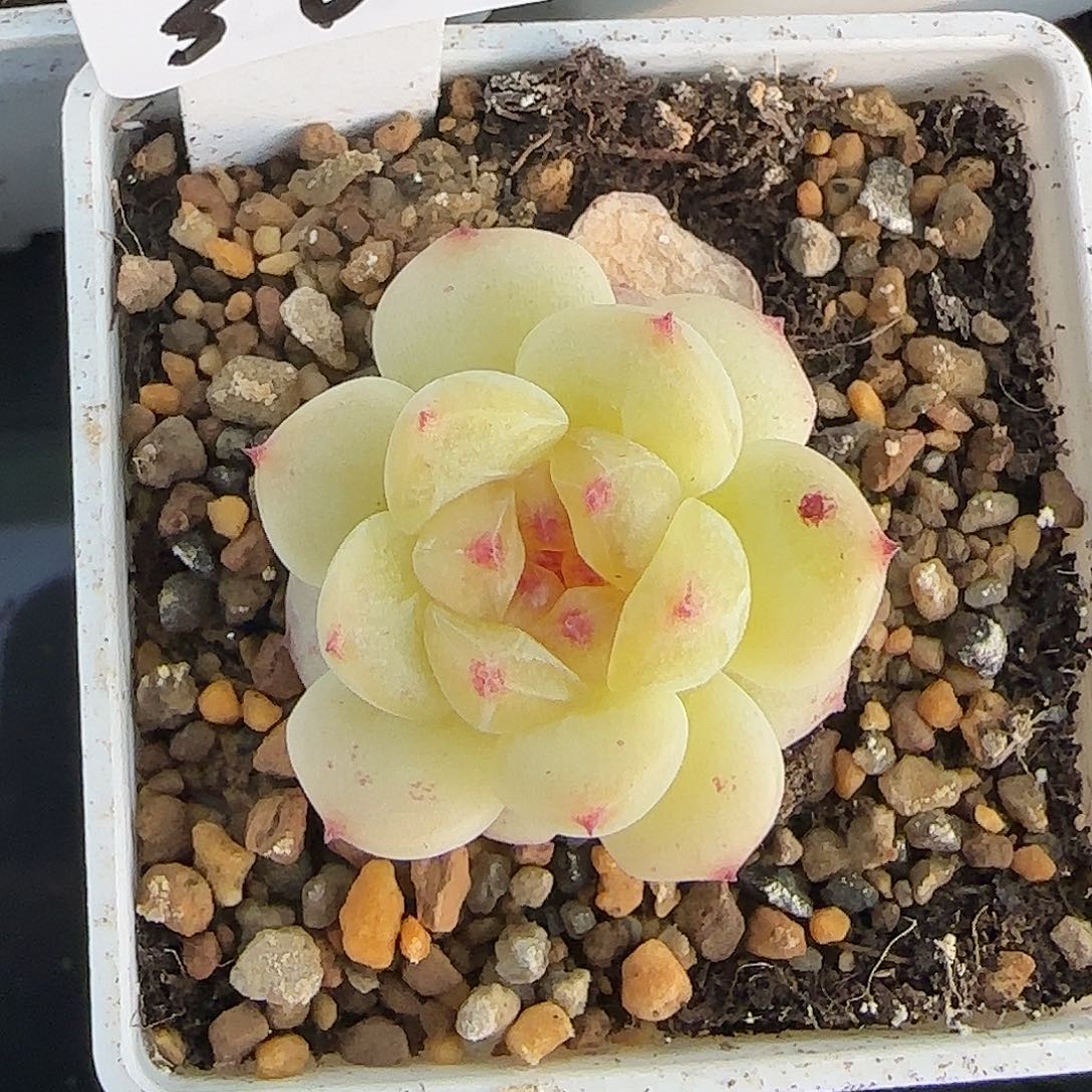 36福利甜心221单头
