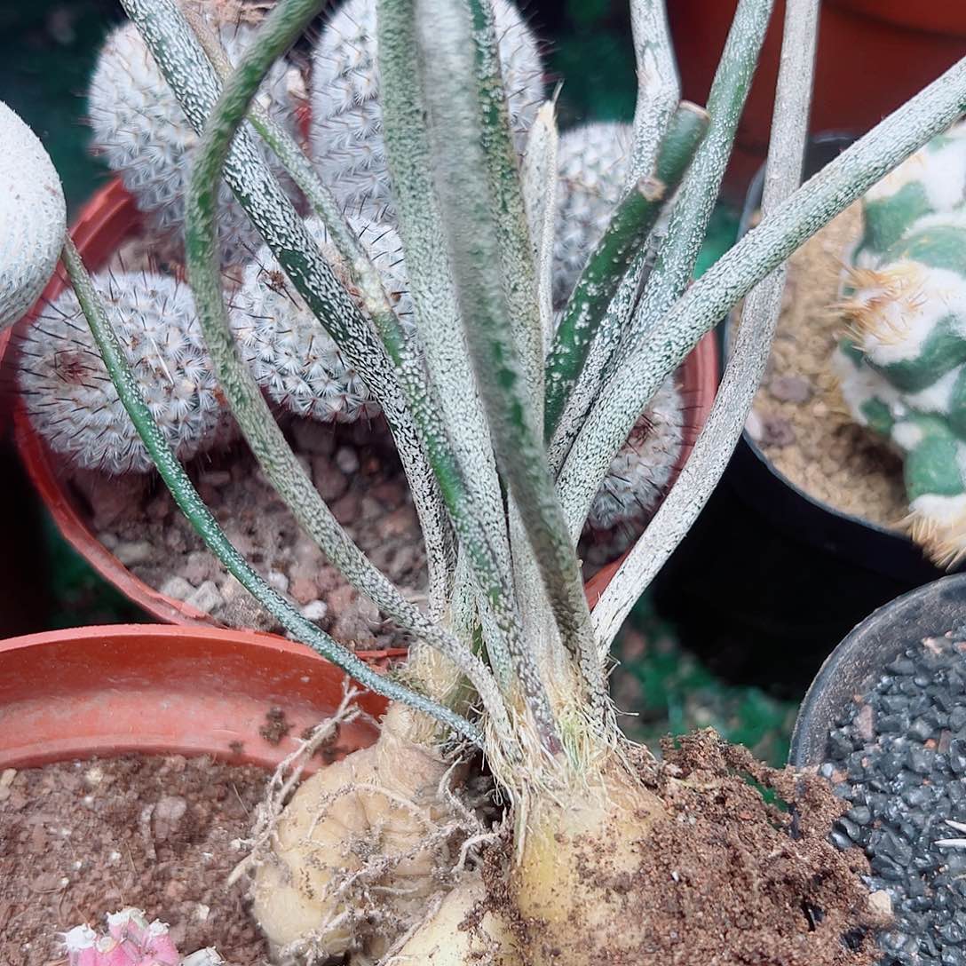 实生美杜莎两颗2号