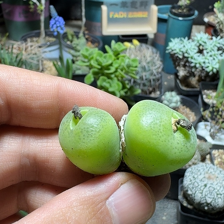 170翠光玉脱土发货