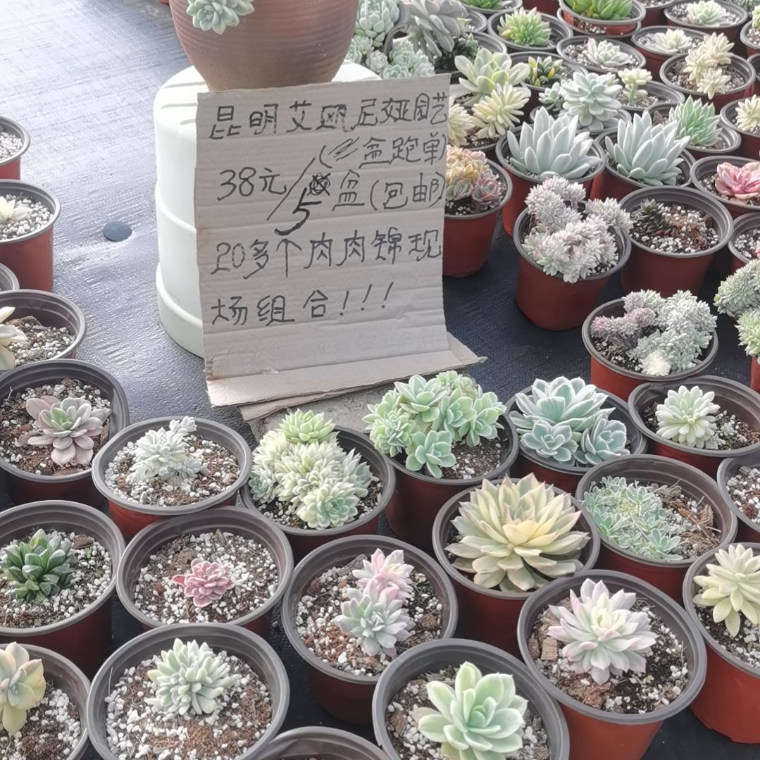 不同品种肉肉锦5盆包邮（不包偏远地区）