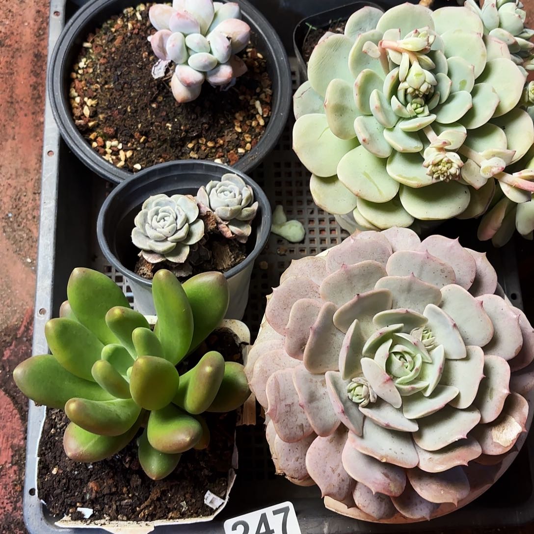 多肉植物狂拍247号