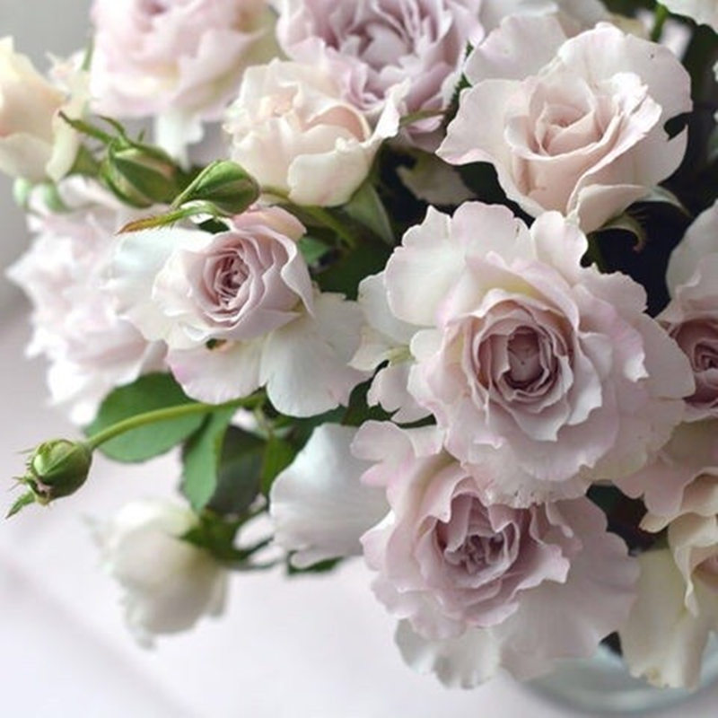 稀有新品日月河本纯子莎菲天使白色淡紫色淡茶香切花月季小苗