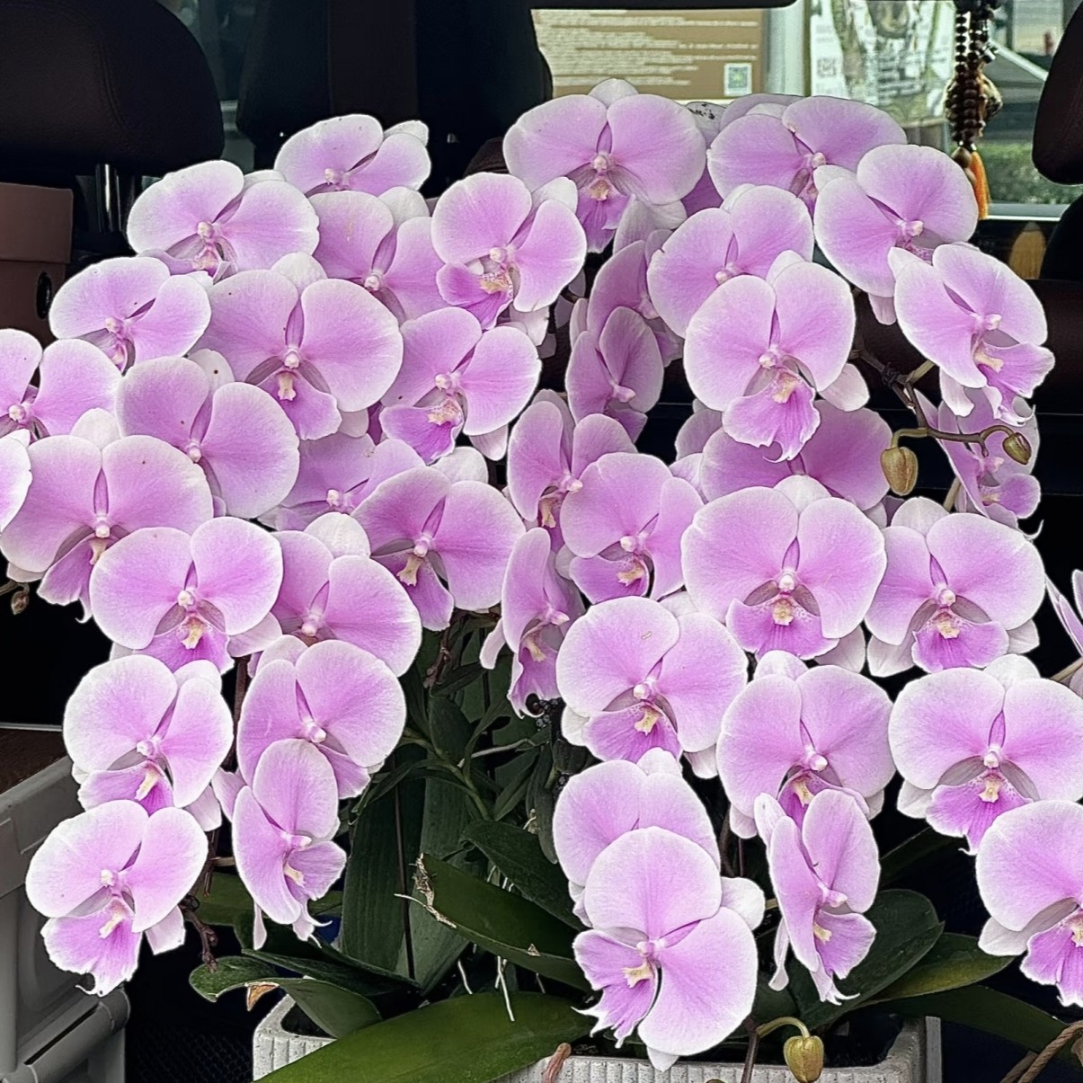 【商品蝴蝶兰】梦幻婚礼2.8寸杯抽梗苗福利款