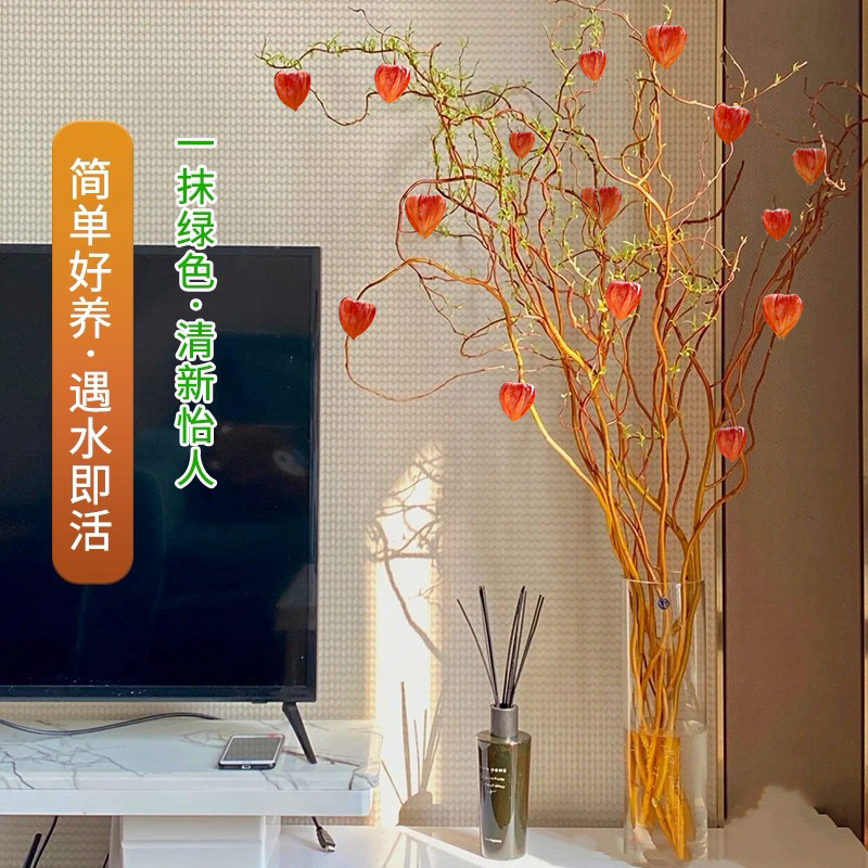 【1.5-1.8黄金龙柳送灯笼果】金灯树水培绿植桌面落地