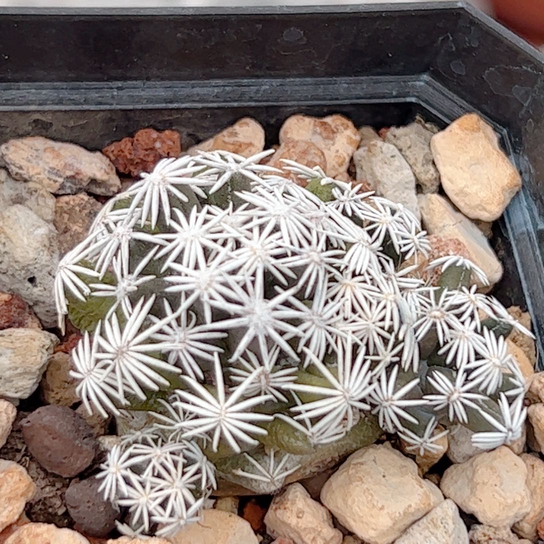 孤月丸仙人球自根