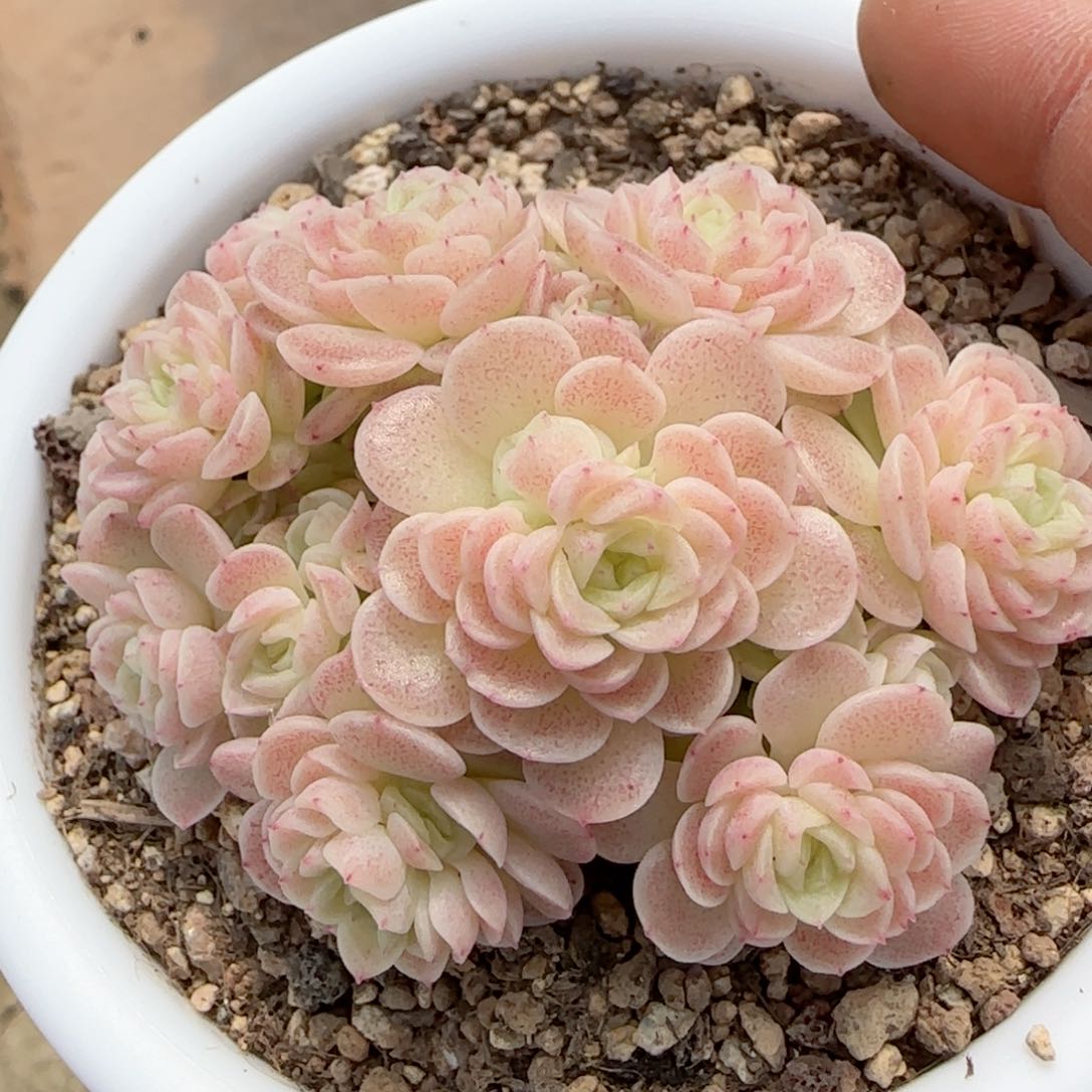 你*叔【闪购商品】0205-102（ttp-229）