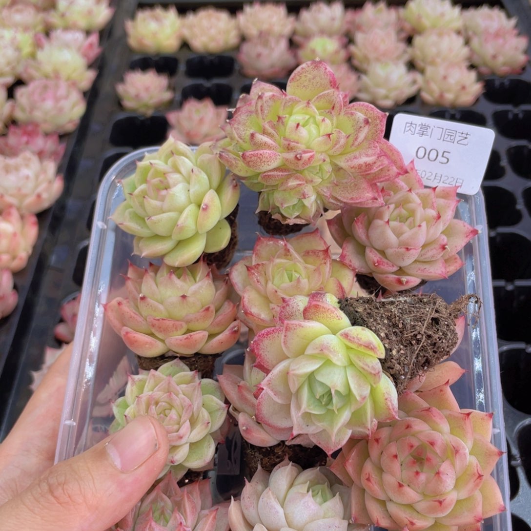 再****肥开心快乐幸福005