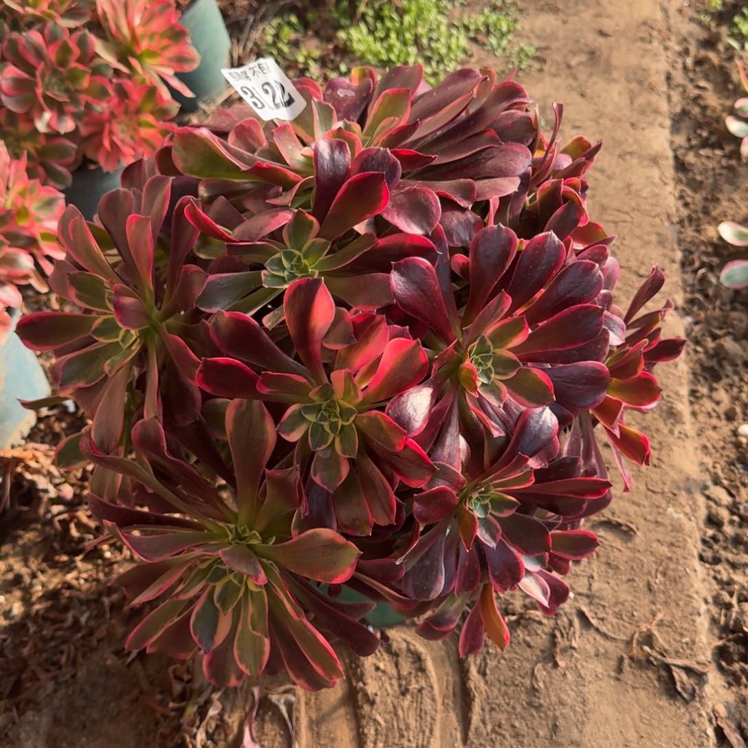 法师幽兰公主3122 20-25