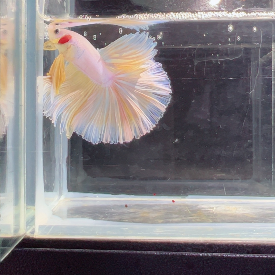 斗鱼浅色特殊尾hhhh