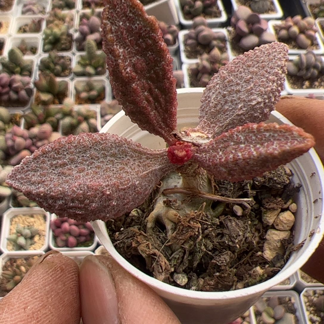 猪舌水泡多肉植物水泡