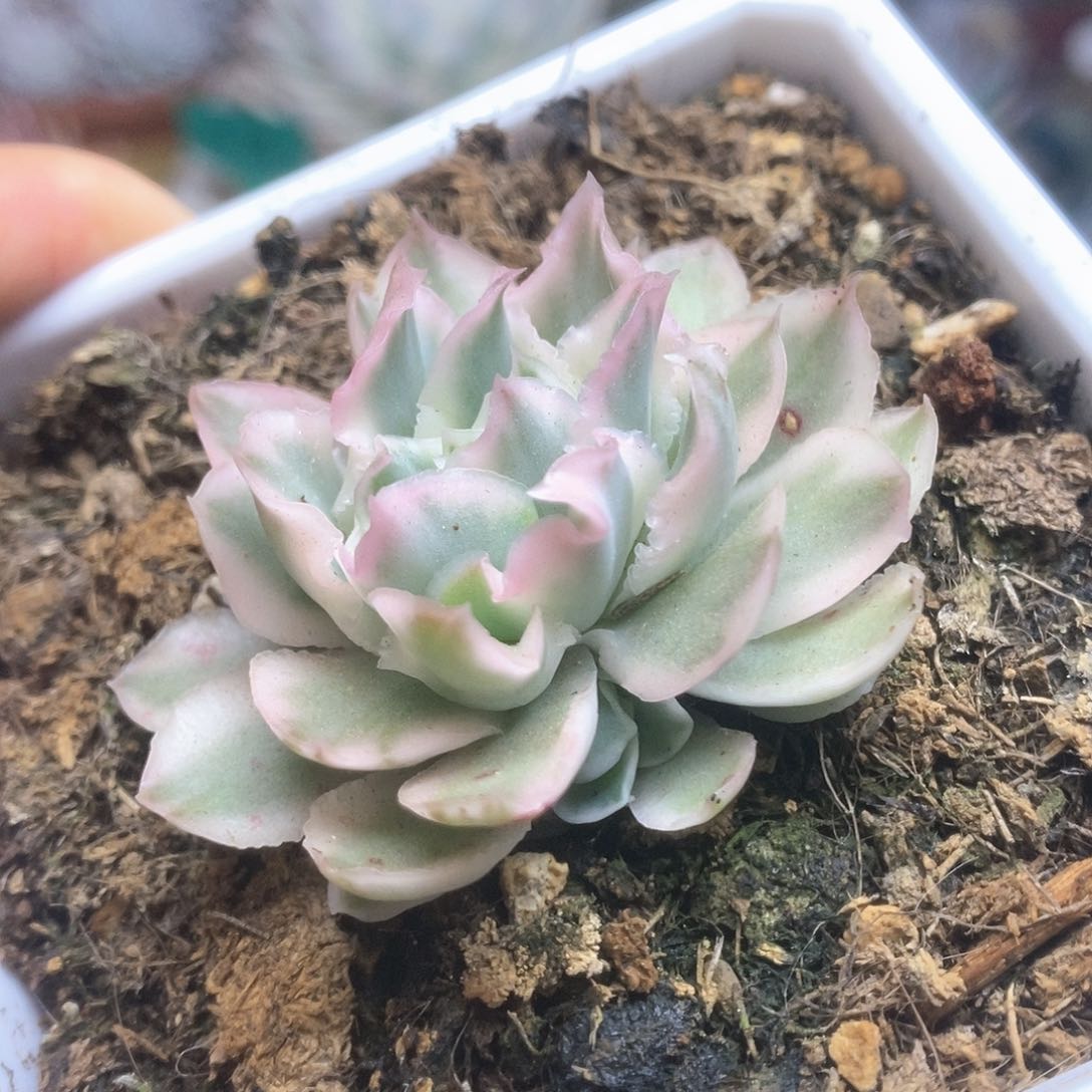 016紫蝴蝶锦锦锦锦锦