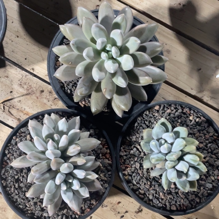 3颗，焦糖体，黄胖体，红胖体