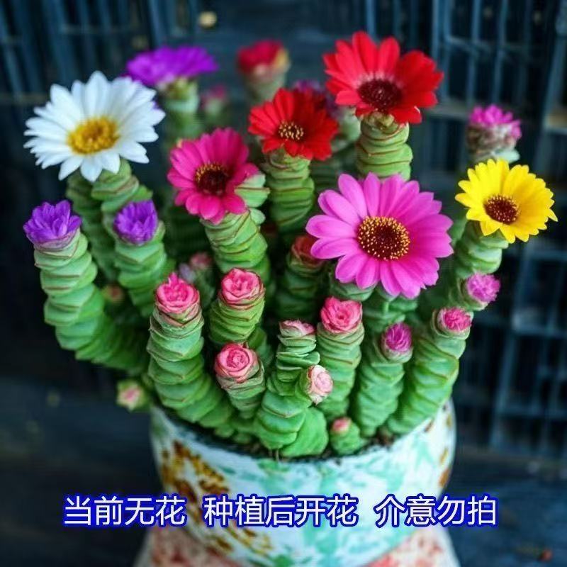 红心彩色钱串桌面小盆栽多肉植物办公室内阳台绿植懒人花好养活