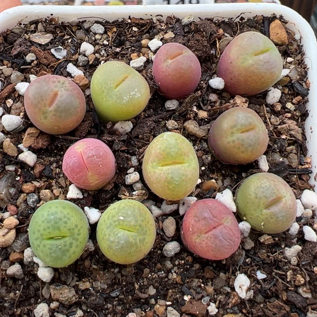 1.16好看的多肉215