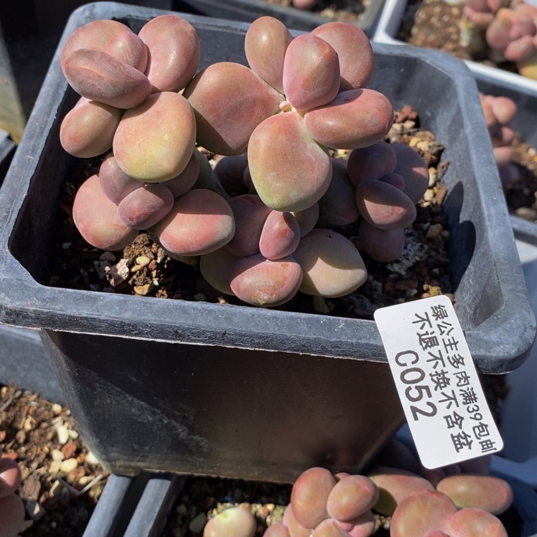 芒果奶酪金蟾Kk奶053/8c m