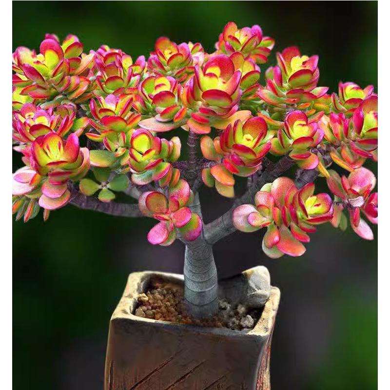 姬红花月红叶玉树老桩多肉植物盆栽群生盆景多头超萌组合套餐