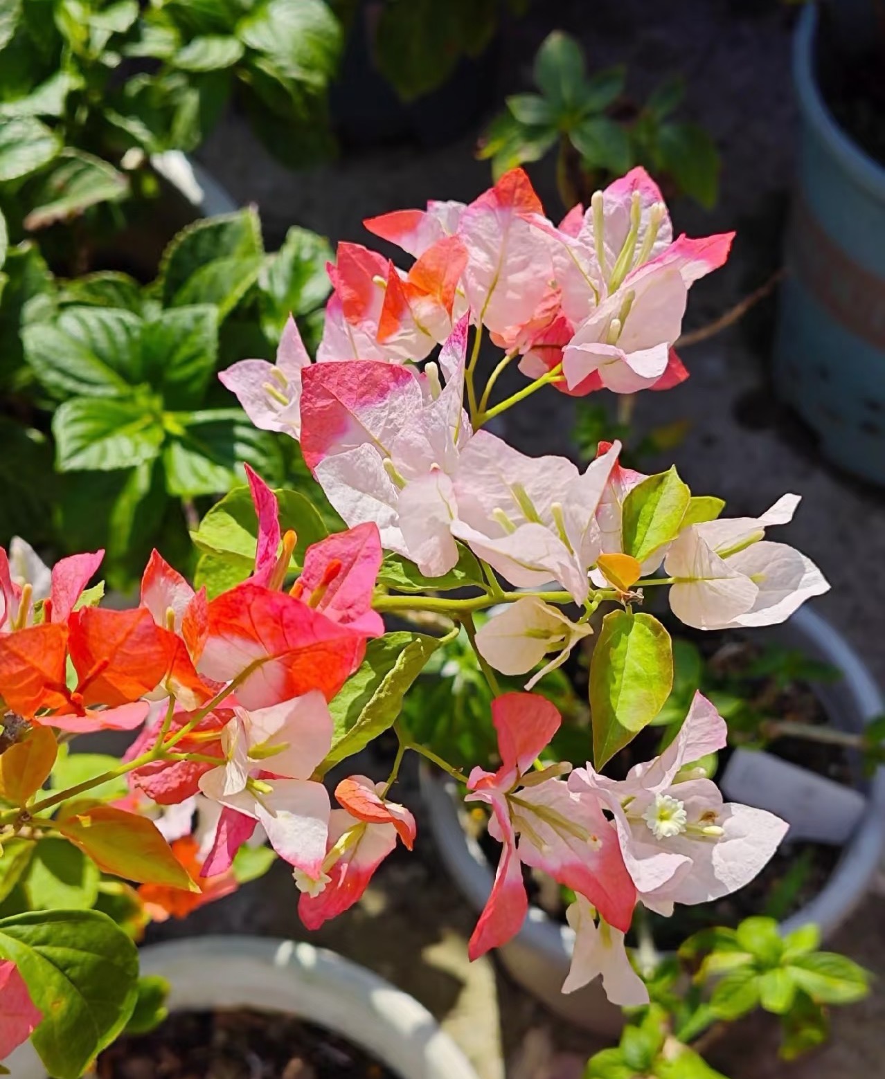 【橙口红--0.5加仑】高级渐变口红款耐活勤花三角梅