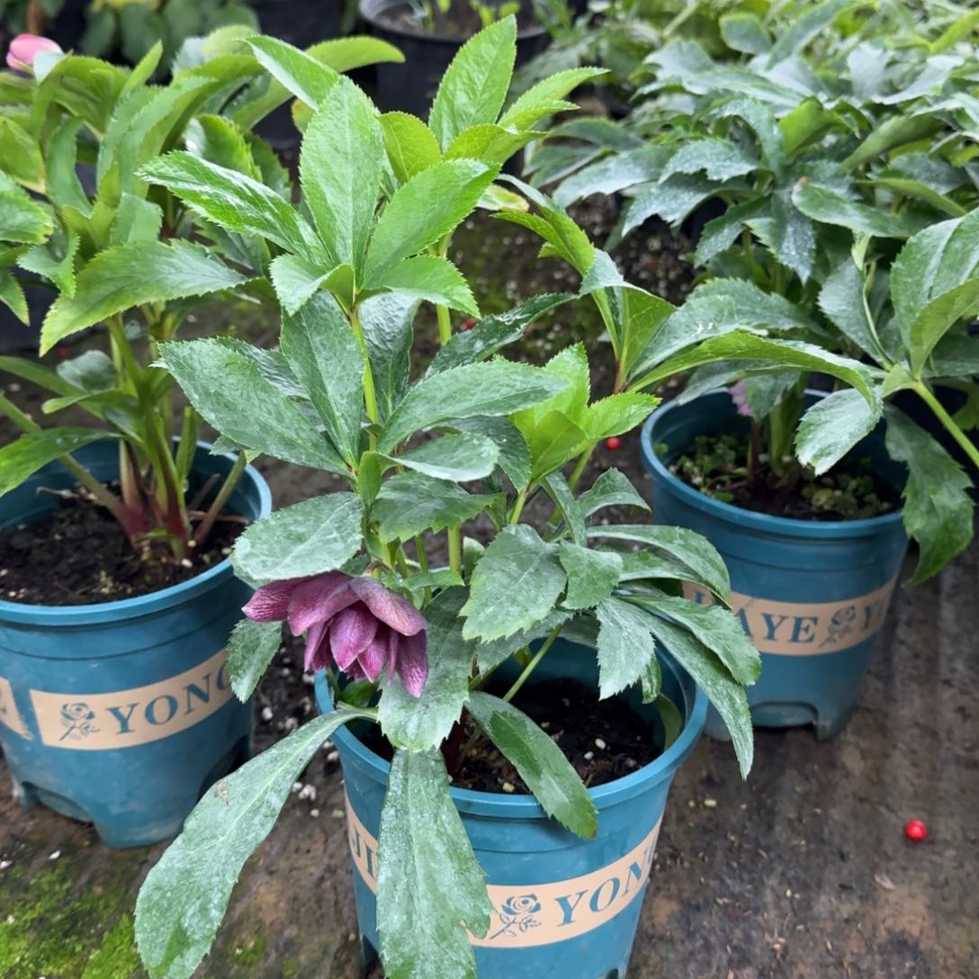 完全开放铁筷子福利