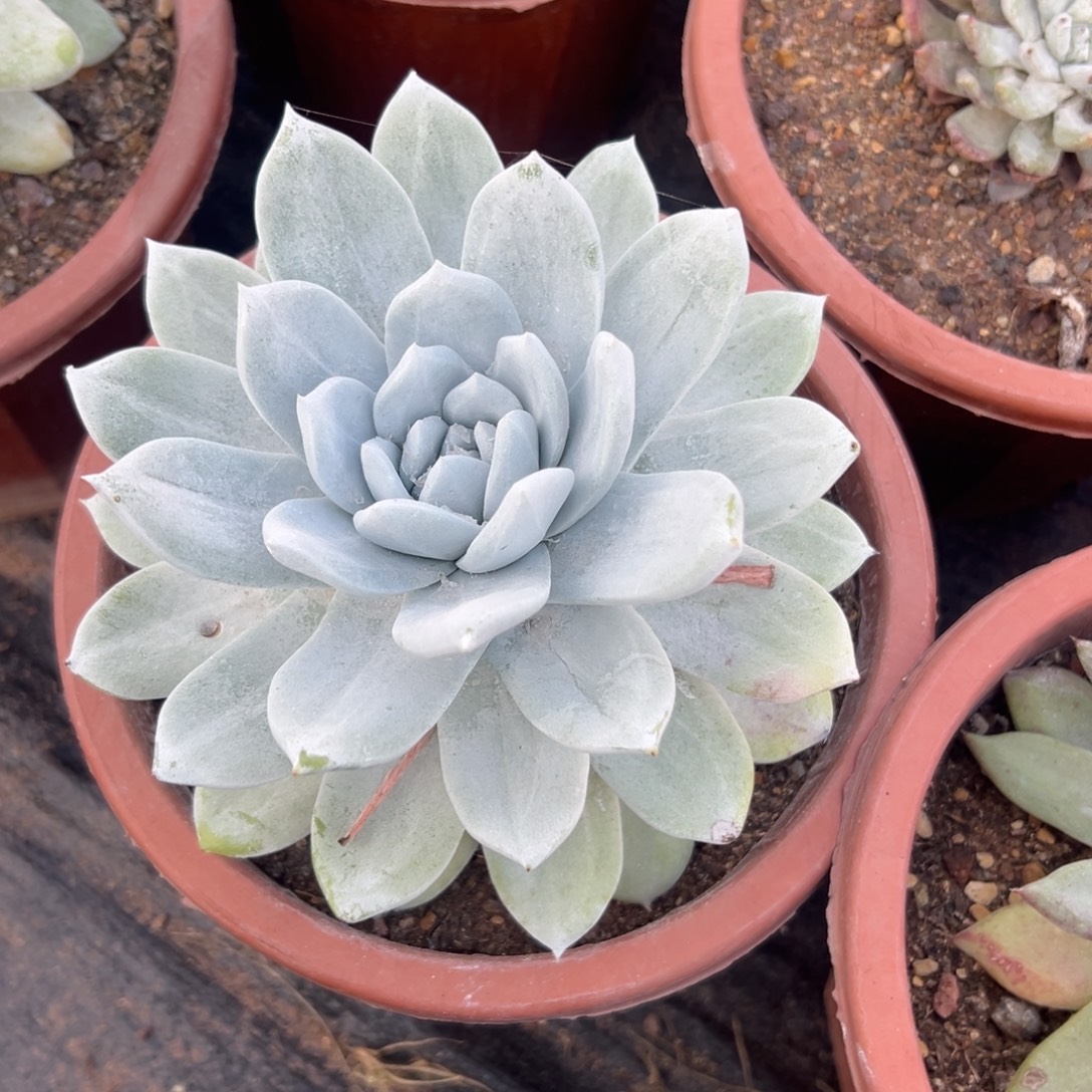 D***沙谢谢哥～一物一拍1961