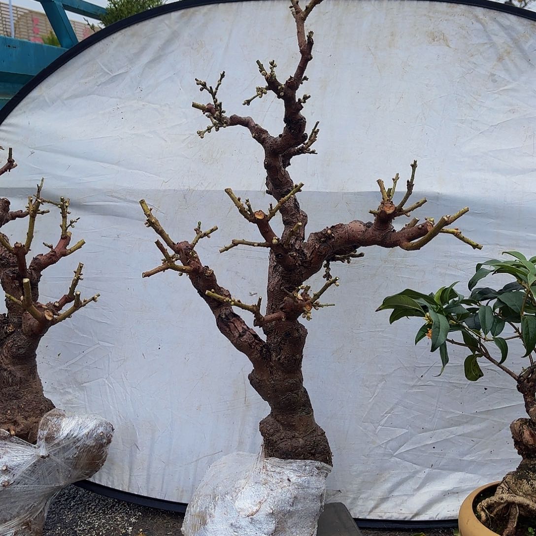 完全开放腊梅盆景造型盆栽花卉