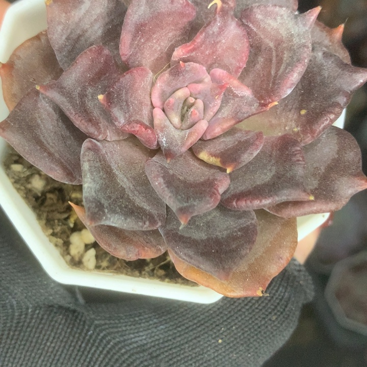 黑饺子皮。（满9.99包邮不满9.99发空盆）