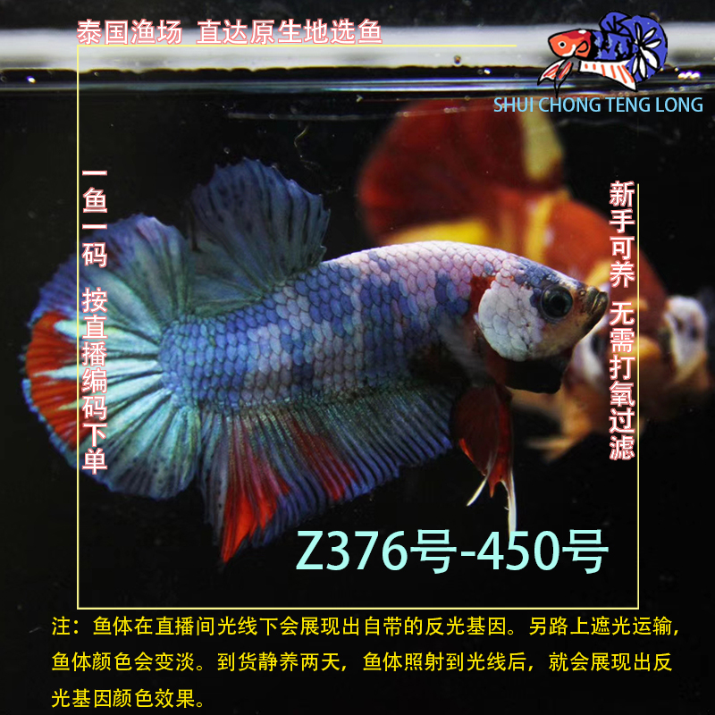 水宠腾隆Z376-450号斗鱼小型热带观赏鱼好养耐活适合新手当宠物鱼