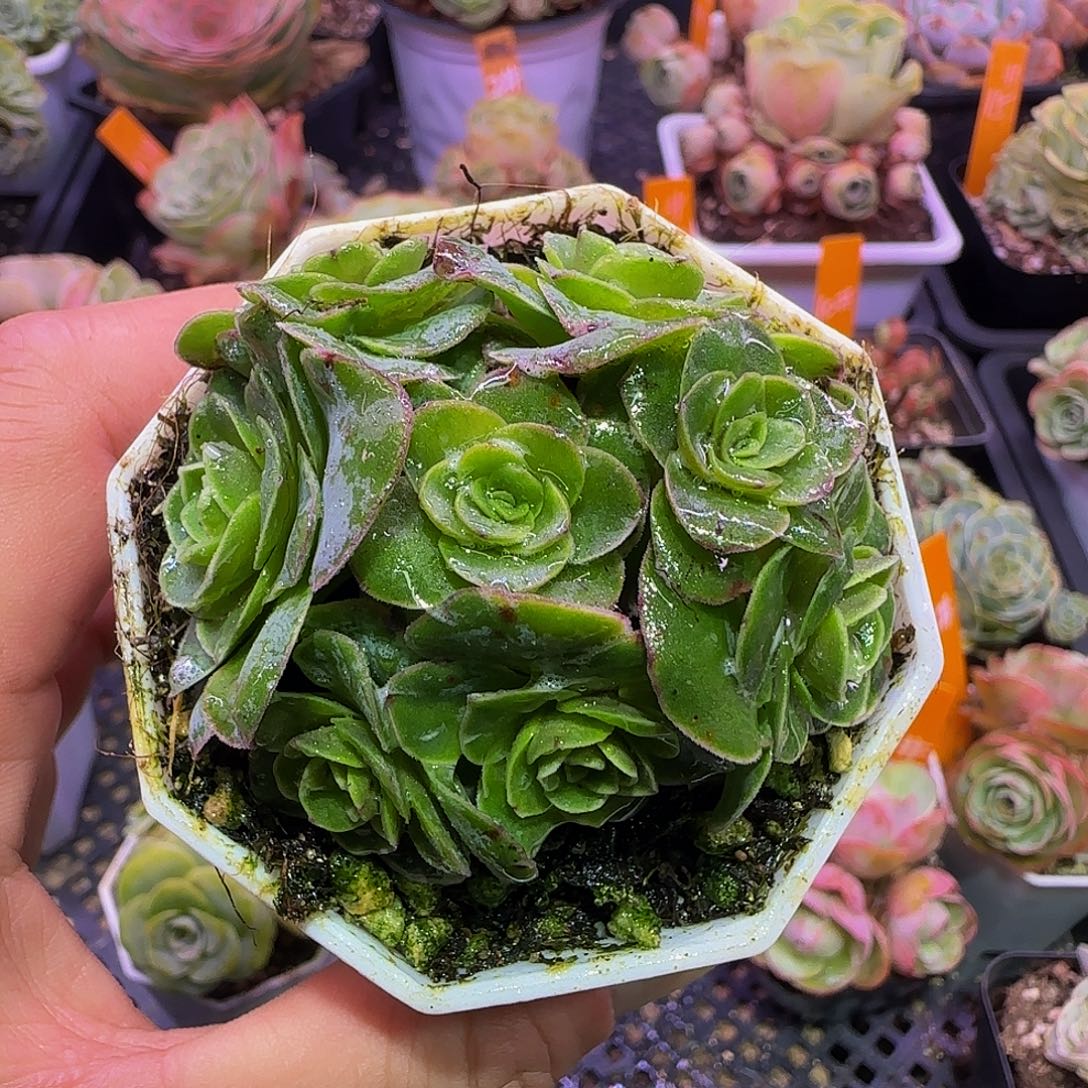 ？***画唐 非偏远包邮 用9厘米盆