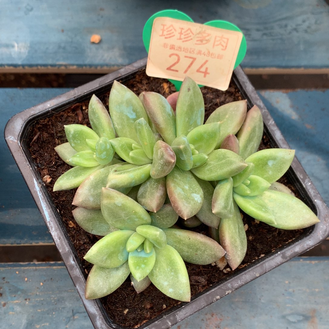 迷雾泡泡朵朵缀无砍274