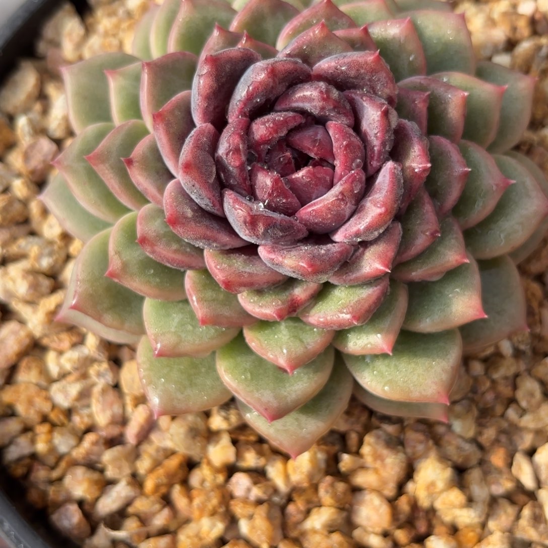 薰衣草Hhjbvbnnnnkknnjjkjjjjkkkkk