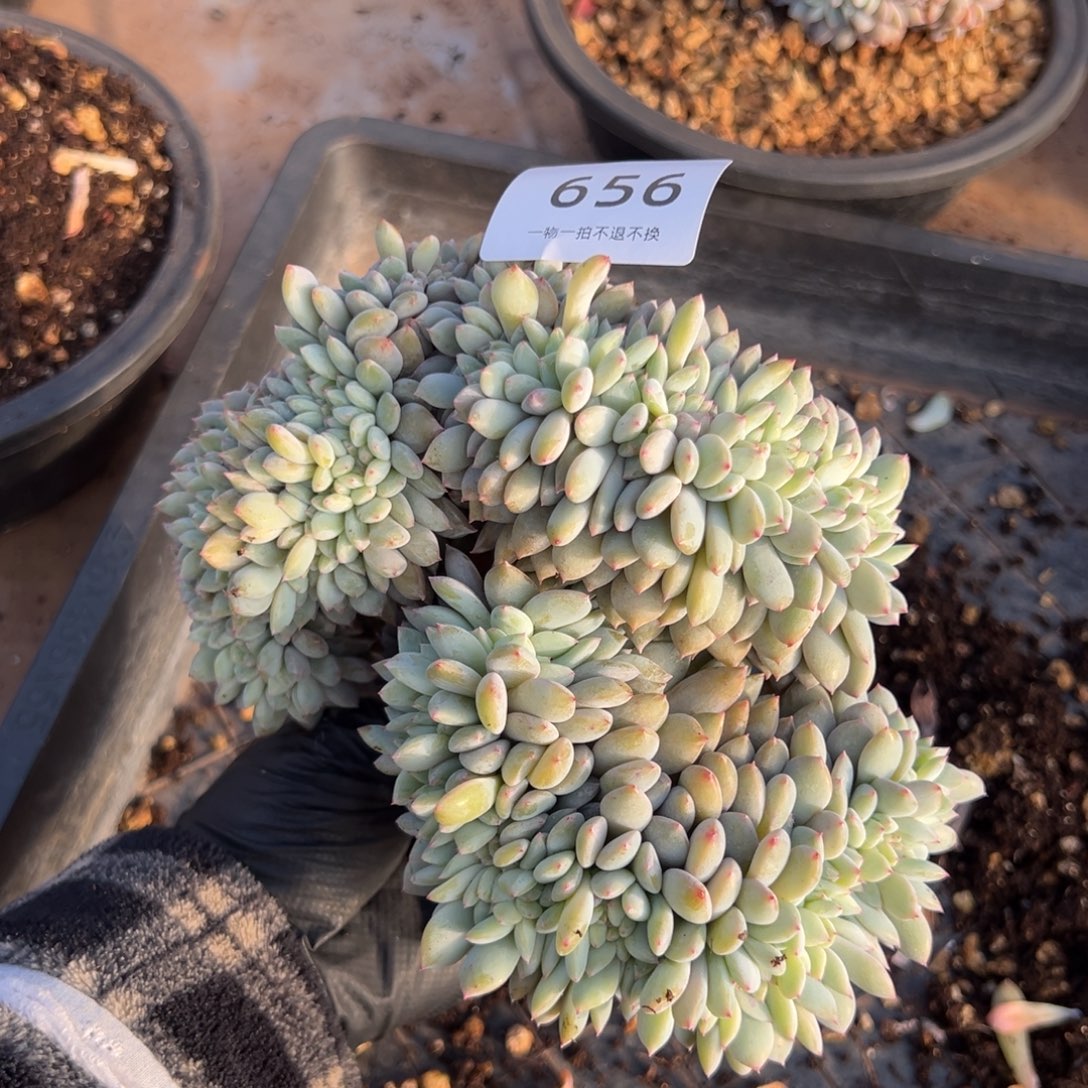 656号星影小树缀化呀呀呀呀呀