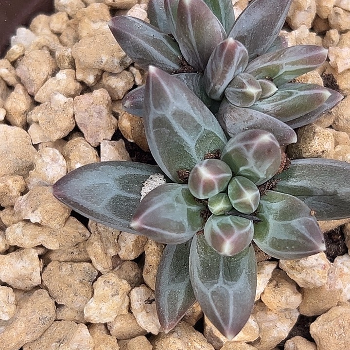 雪戴利美人特价一物一拍