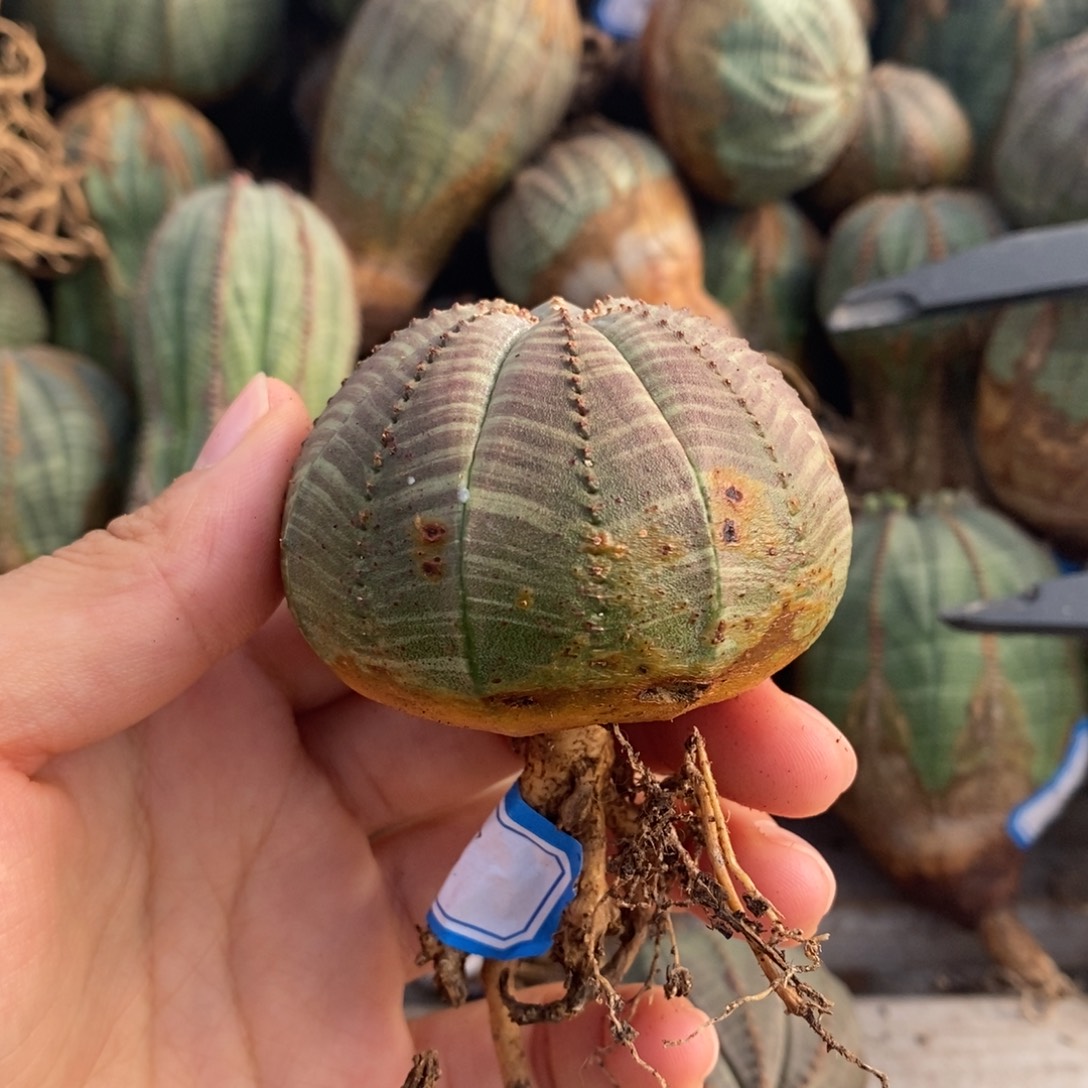 1欧系实生布纹球一物一拍