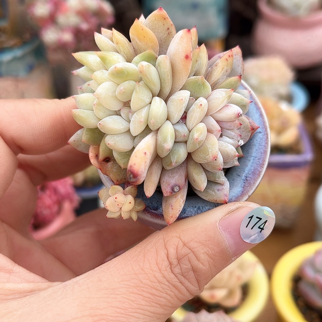 174 多肉含盆土30元包邮除偏远