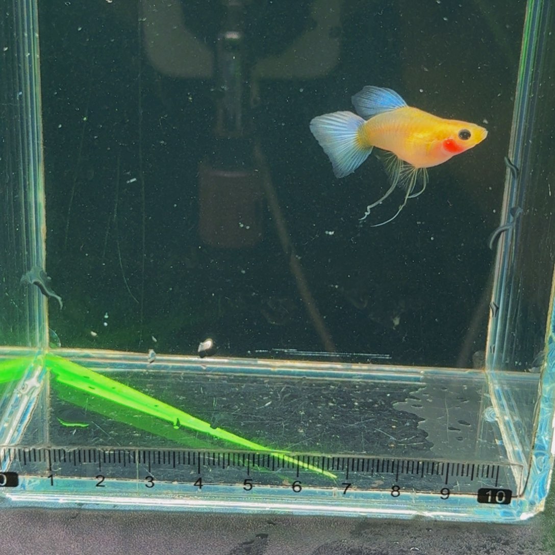 *****孔雀鱼小鱼的蓝礼服球体缎带