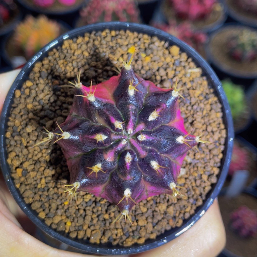 暗黑粉红臀锦000000009