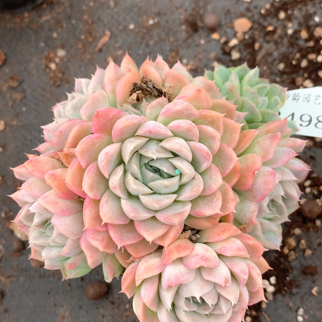 2498杂交多肉植物