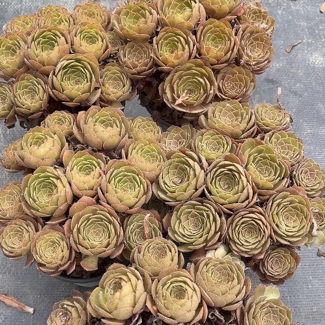 法师多肉植物漂亮