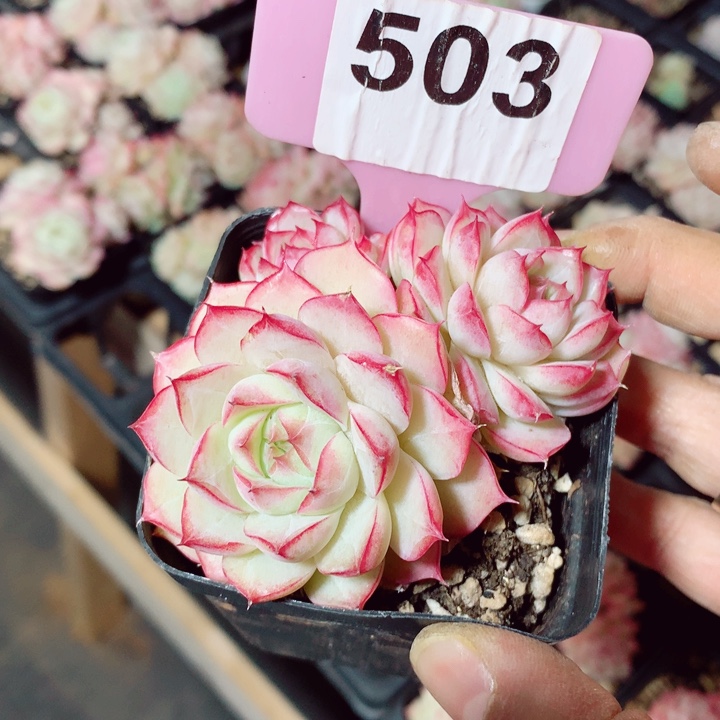 女王7cm不包整群