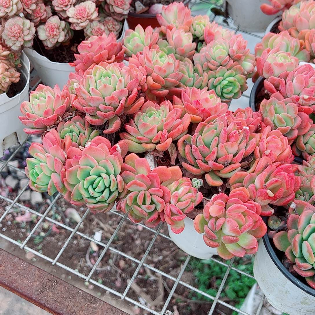 芬达多头群生老桩特价二盆