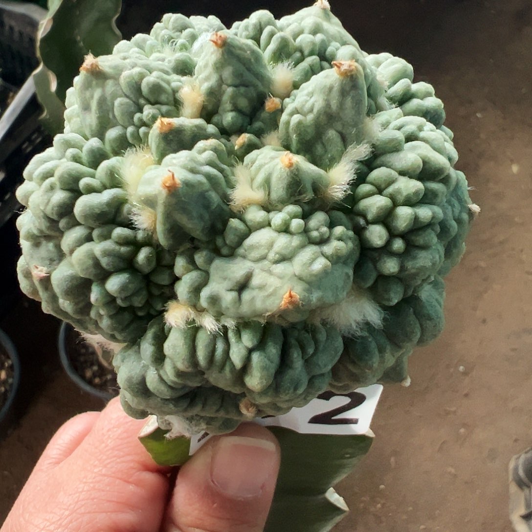 无花朵福利满尤怒涛牡丹472