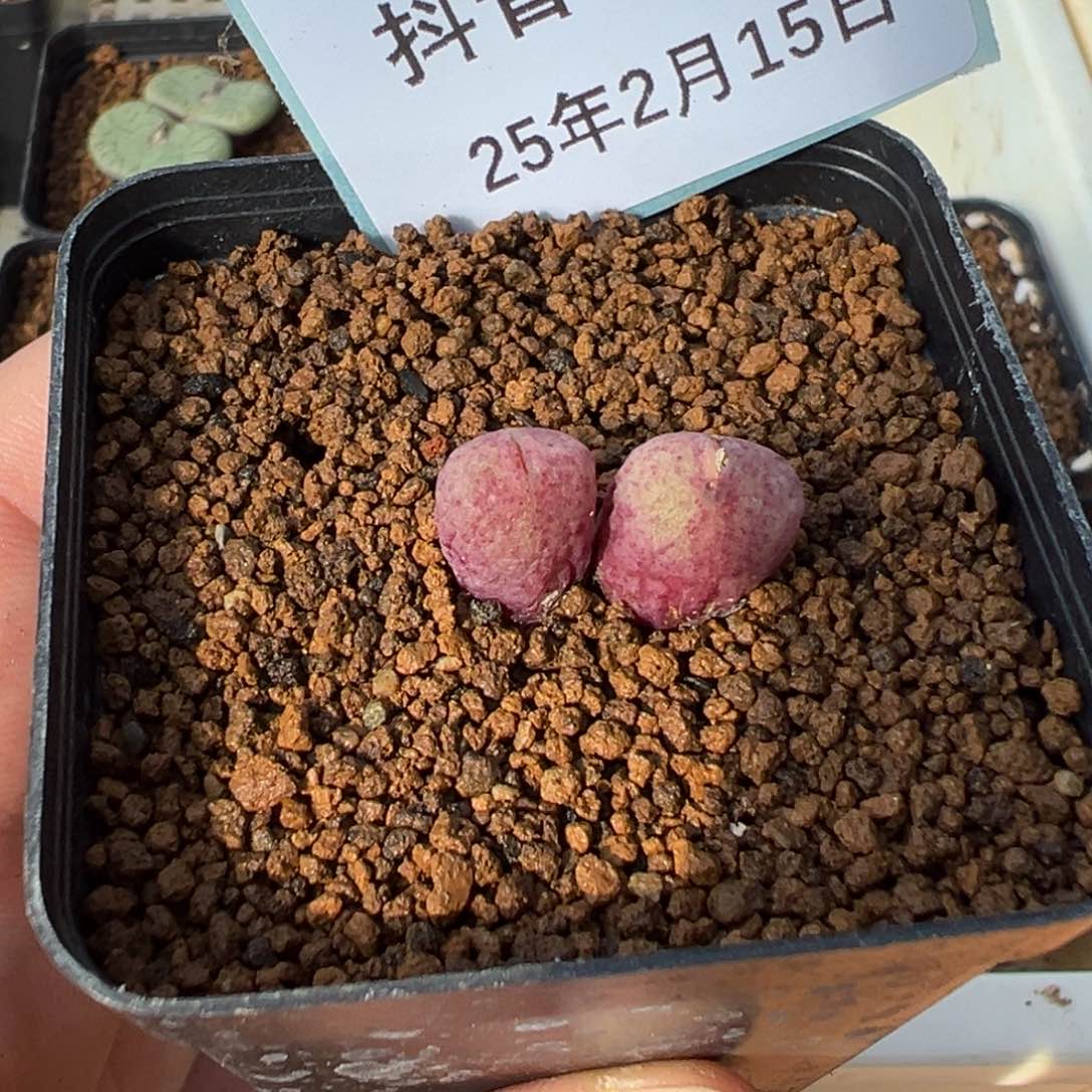 15-81肉锥多肉植物，