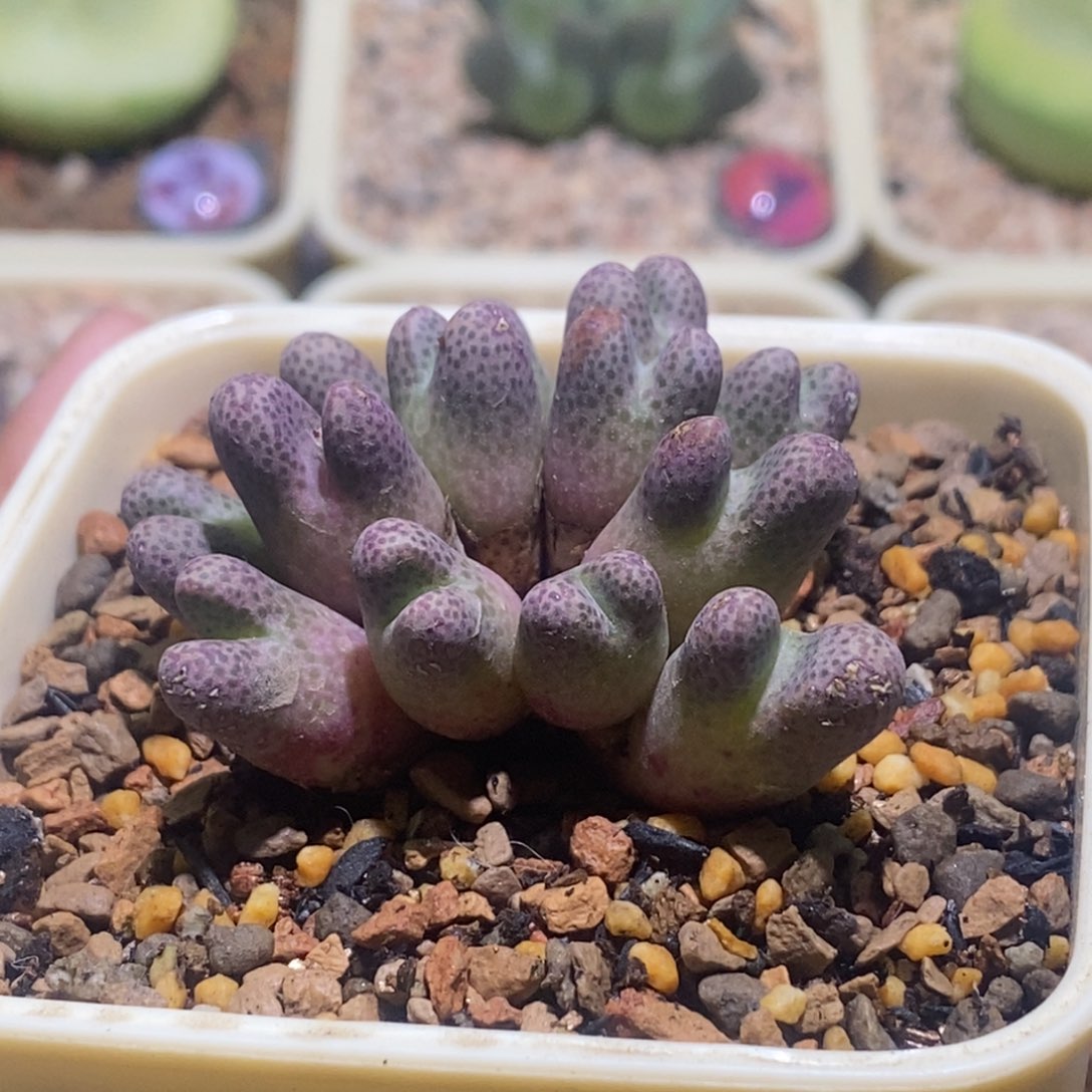 群生大斑马一颗好看好看