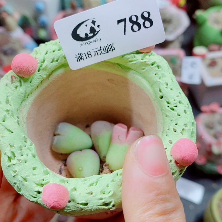 兰****生石花花花花花花花花788