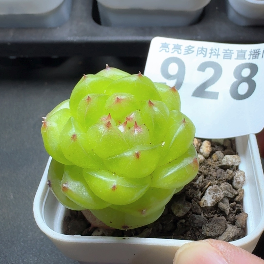 无双         多肉植物