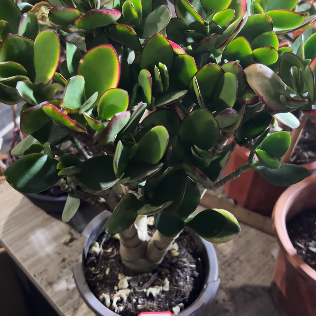 圆***叶稀有新花月锦带土球发货5670