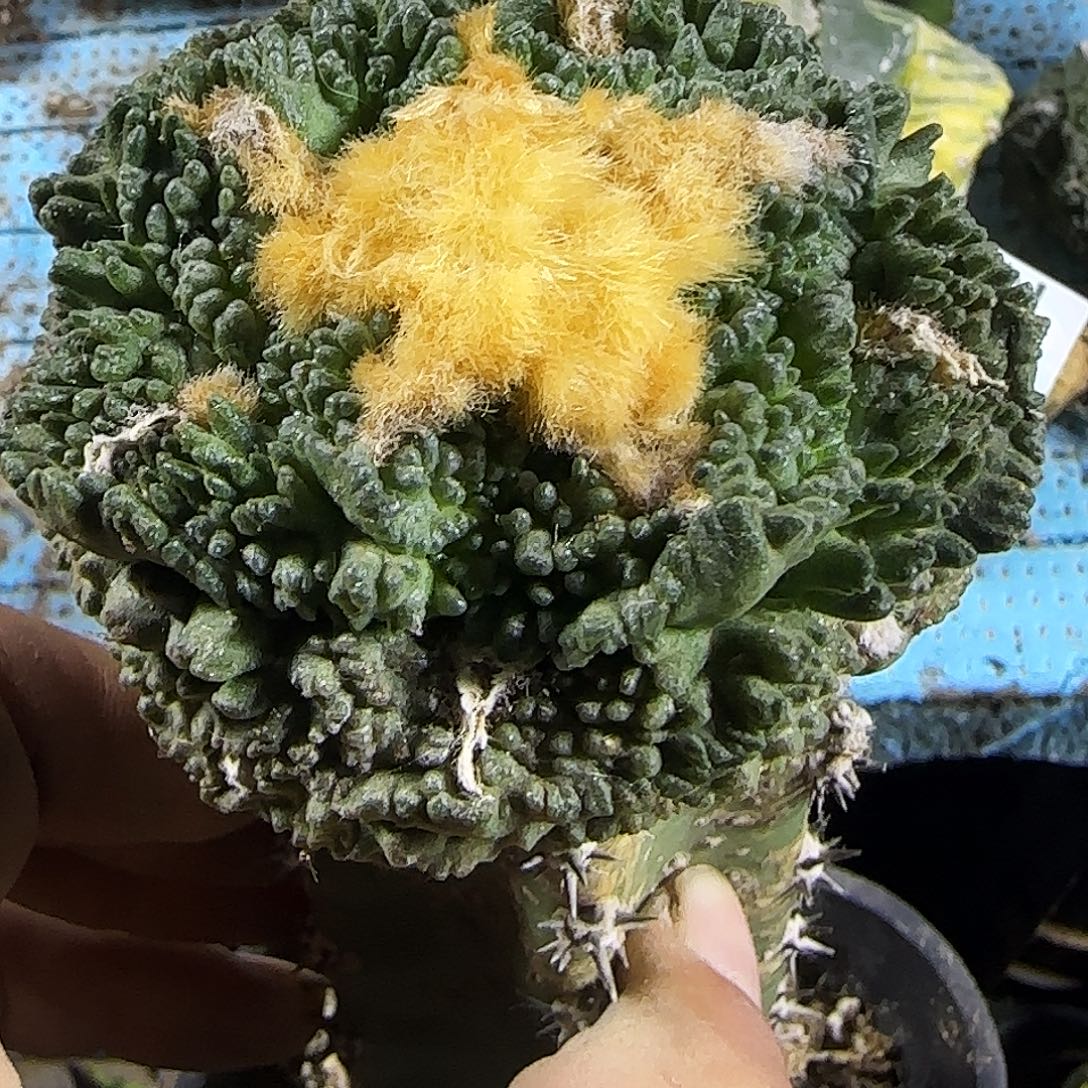 龟甲207仙人球开花啦